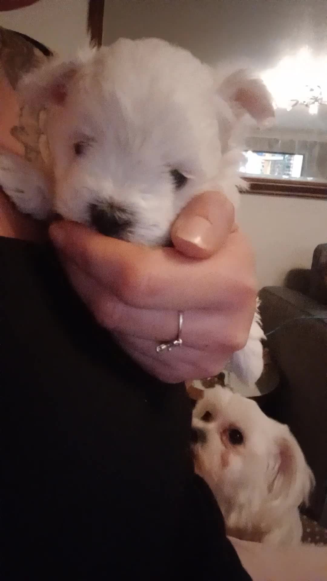 Maltese dogs for sale: 4 Miniature Maltese puppies for sale  - Video 1