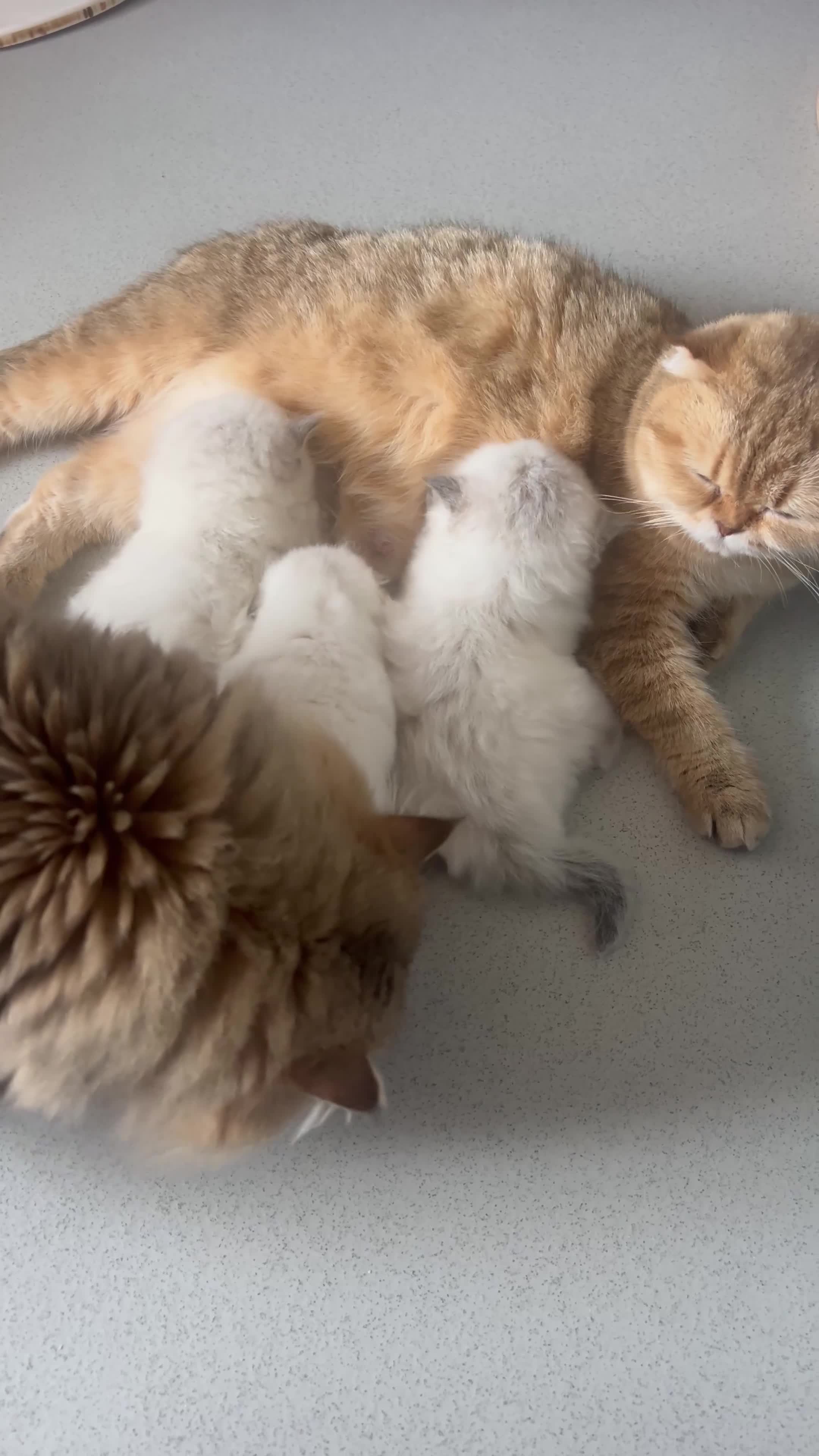 Scottish Fold cats for sale: Pedigree TICA registered boy kittens  - Video 1