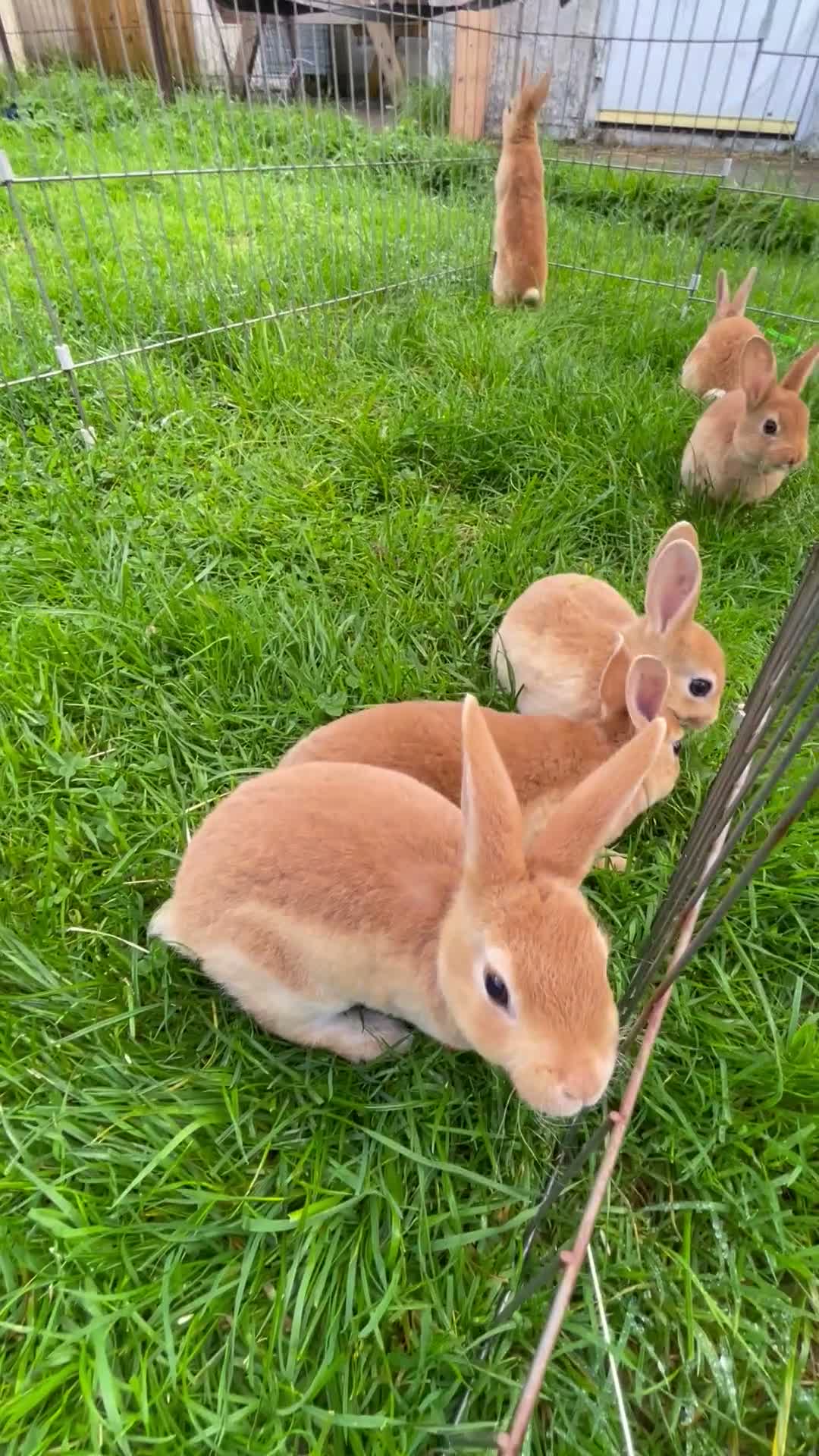 Rex rabbits for sale: 🐰 5 week old Pure bred mini Rex 🐰  - Video 2