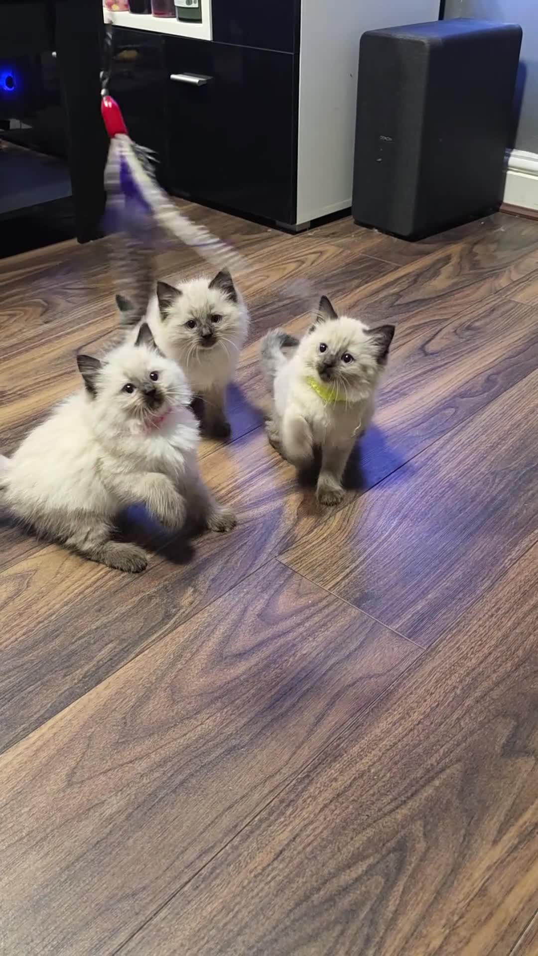 Ragdoll cats for sale: Adorable Ragdoll Kittens  - Video 1