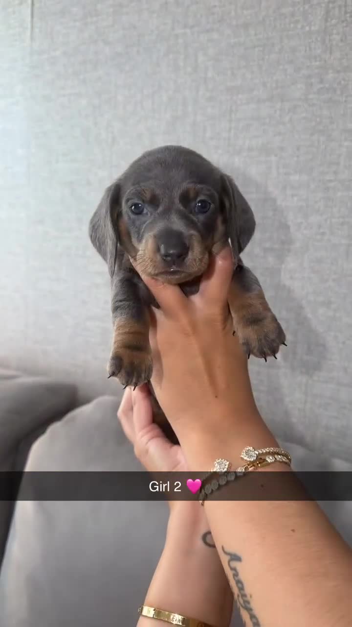 Dachshund dogs for sale: 🩷 2 Beautiful Isabella and Tan Dachshund Girls 🩷 - Video 4