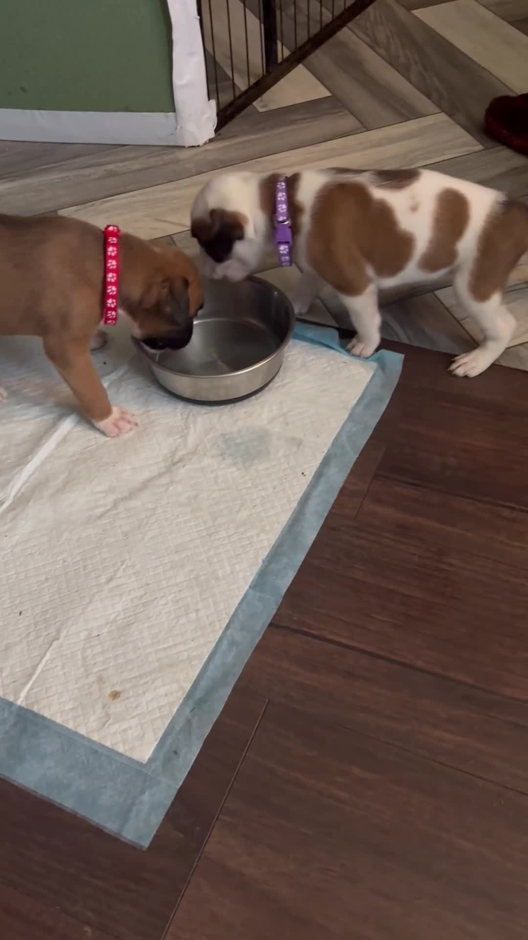 Boxer dogs for sale: Boxer puppies 5 bitches 1 boy  - Video 2