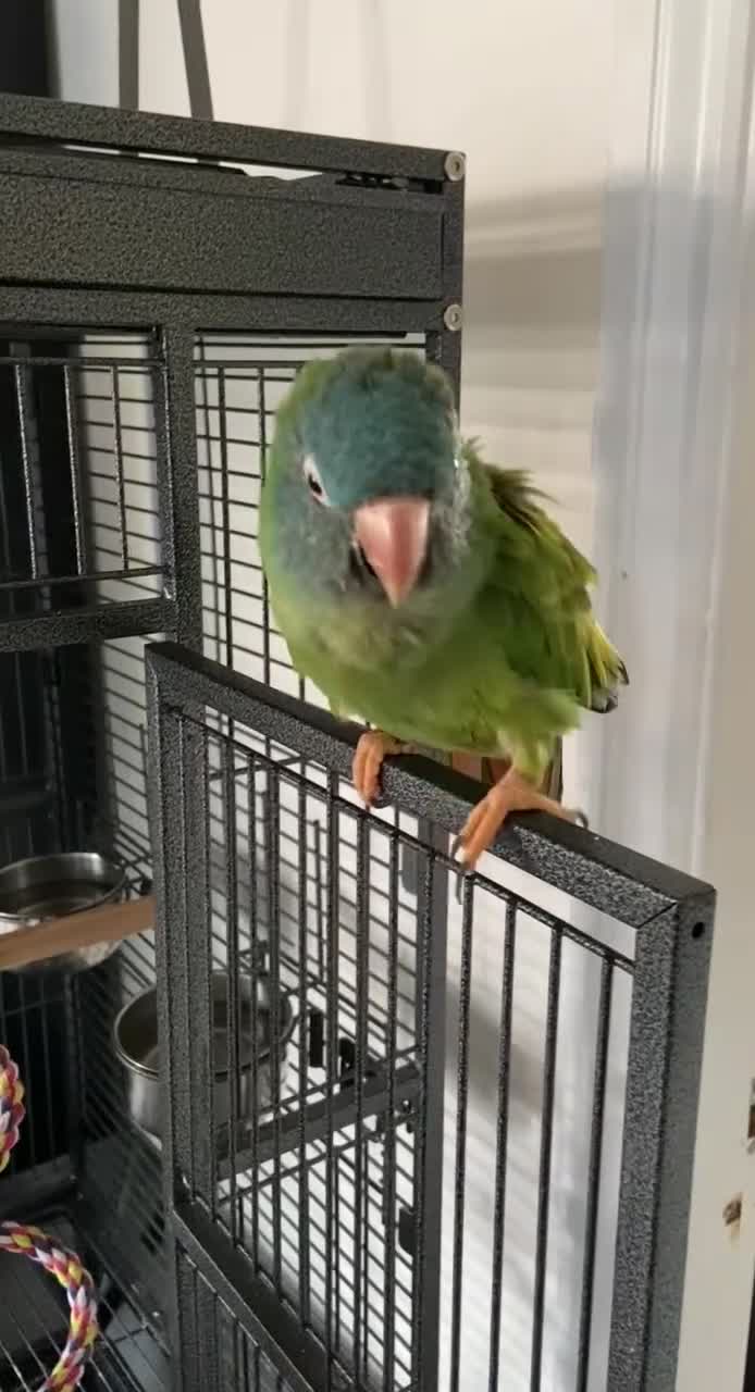 Conures birds for sale: Blue-crowned parakeet  in Bedford - Video 1