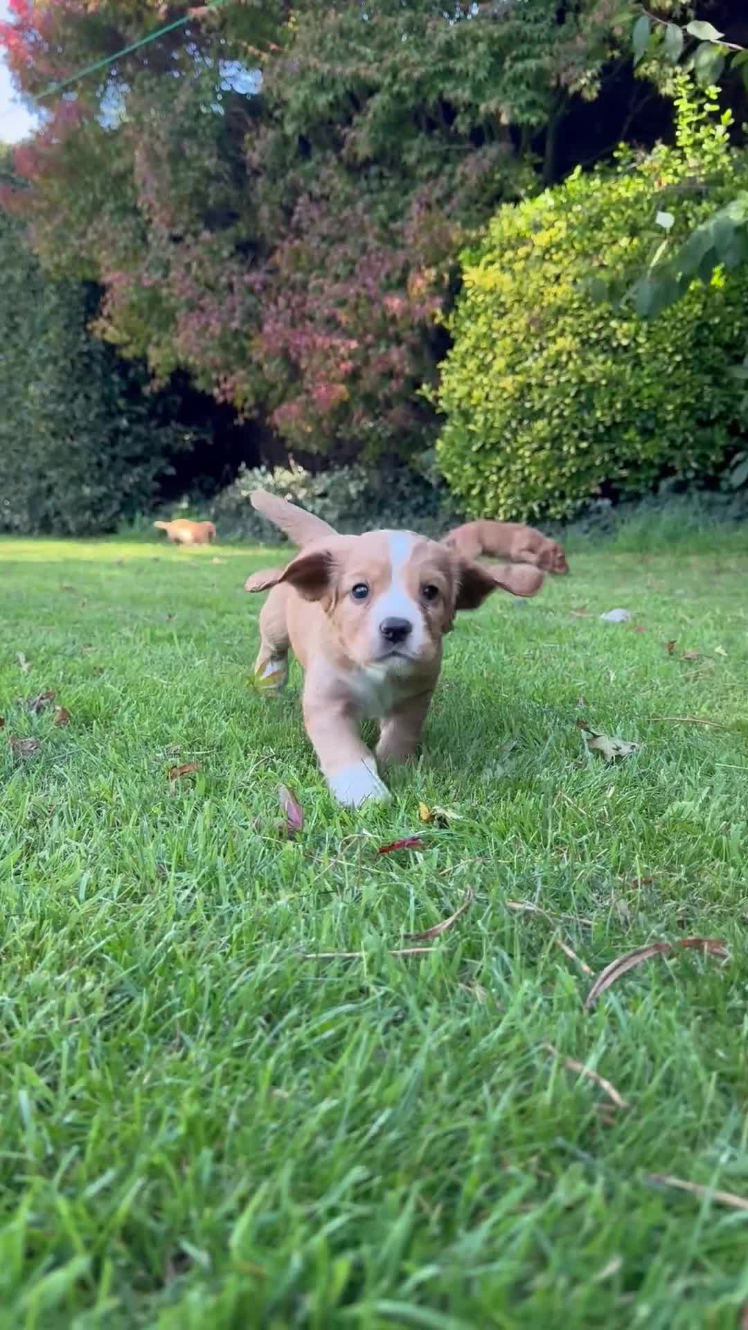 Cocker Spaniel dogs for sale: Stunning Working Cocker Spaniel Puppies - Video 4