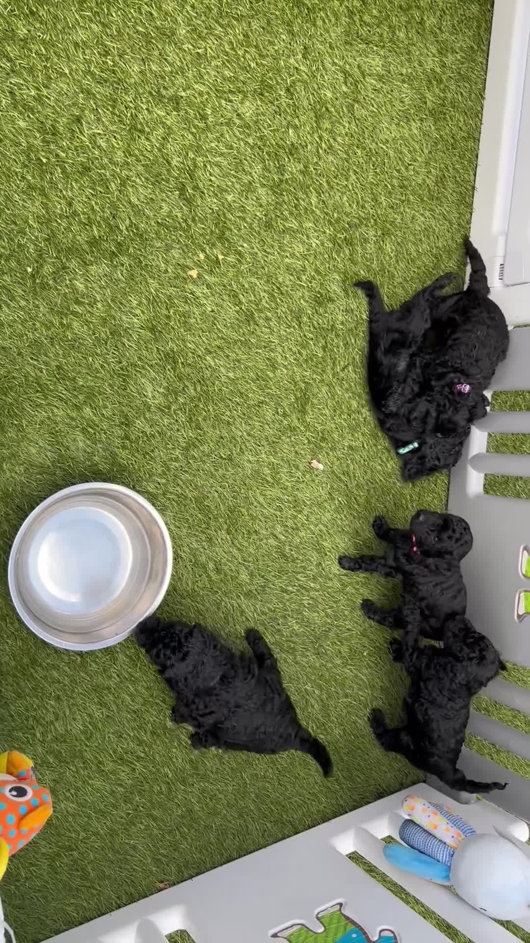 Miniature Poodle dogs for sale: Beautiful miniature poodle puppies - Video 1