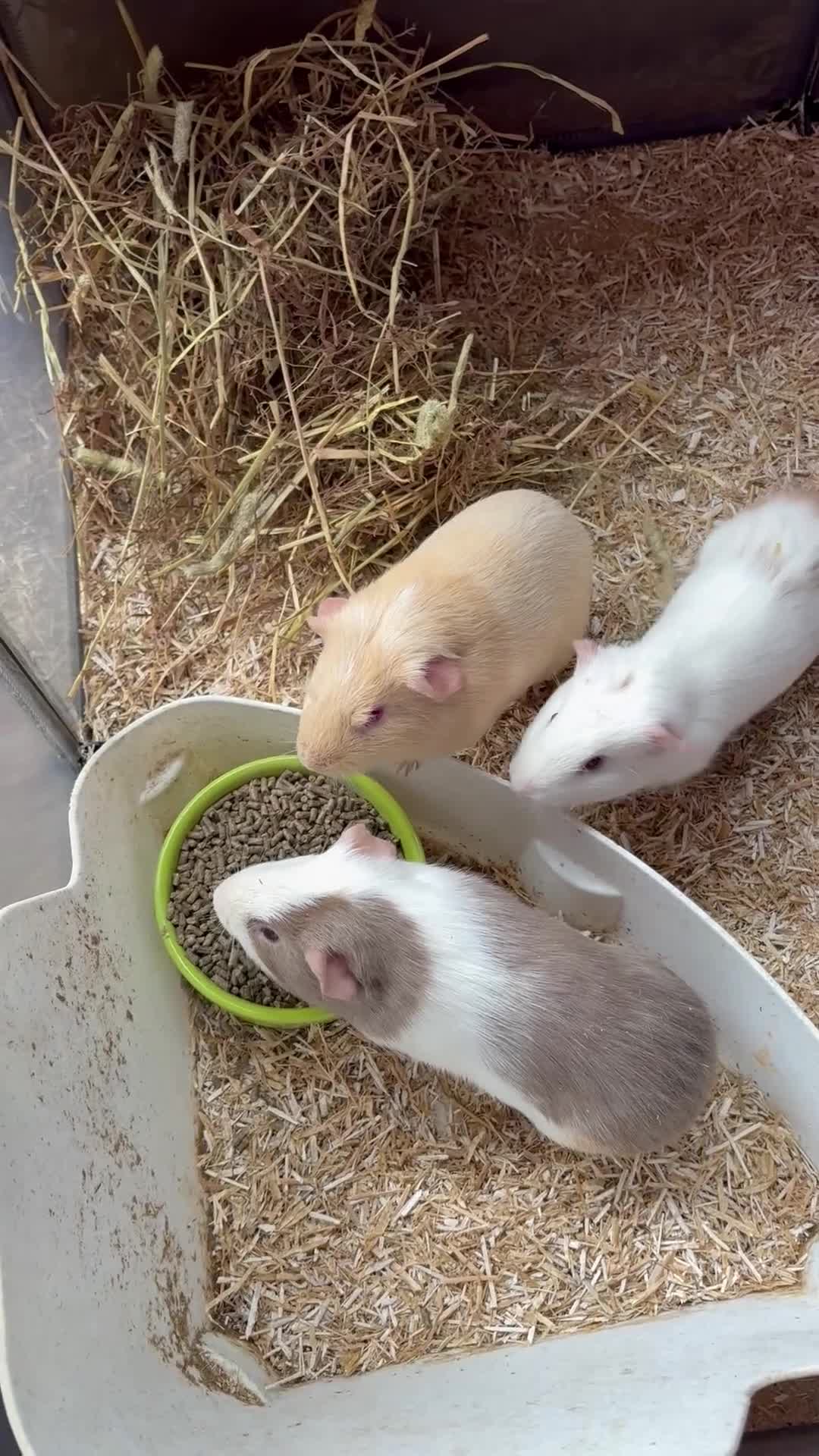 Guinea Pig rodents for sale: Beautiful bonded brothers  - Video 1