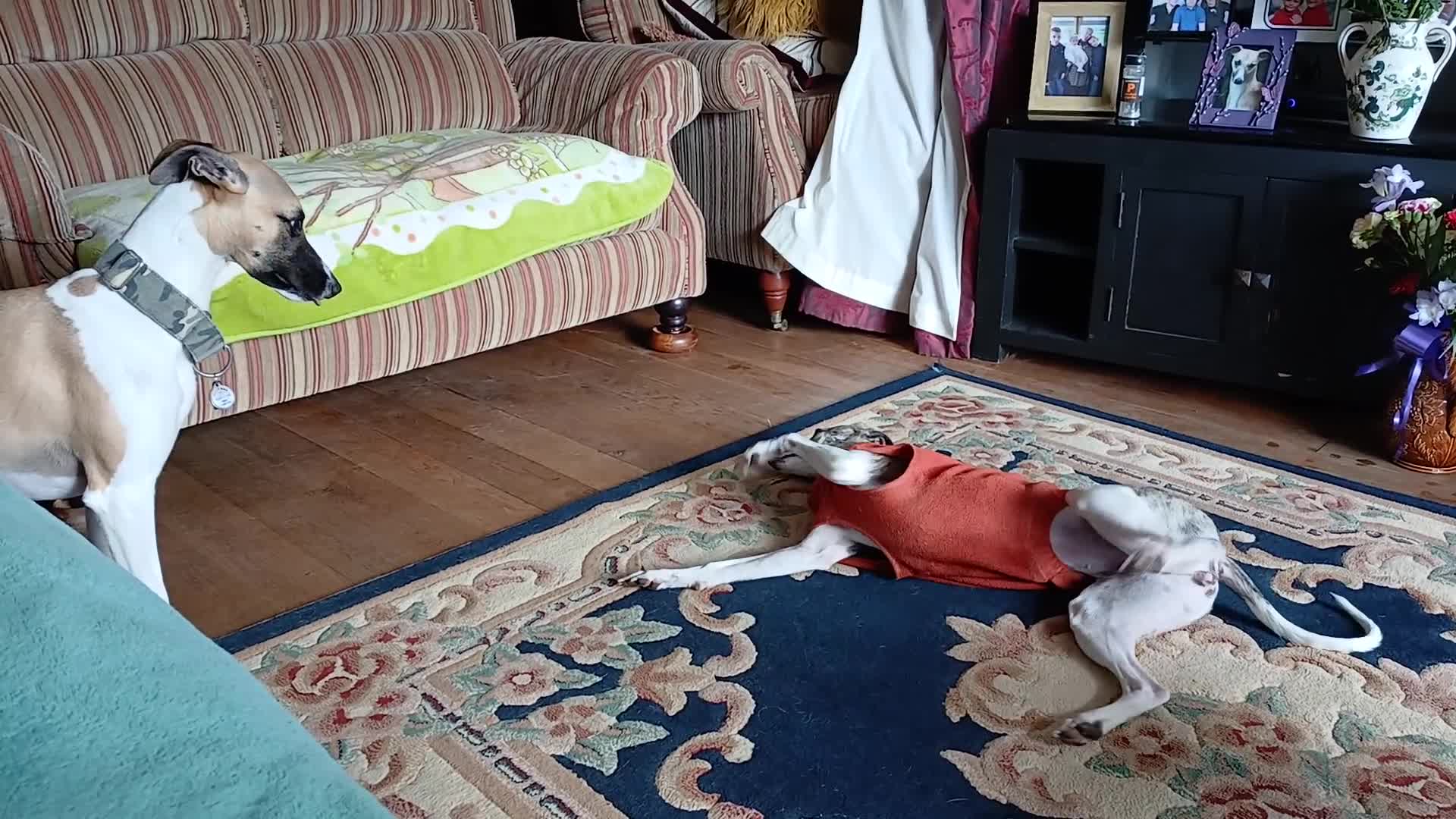 Whippet dogs for sale: Beautiful male whippet just turned 1 year old - Video 1
