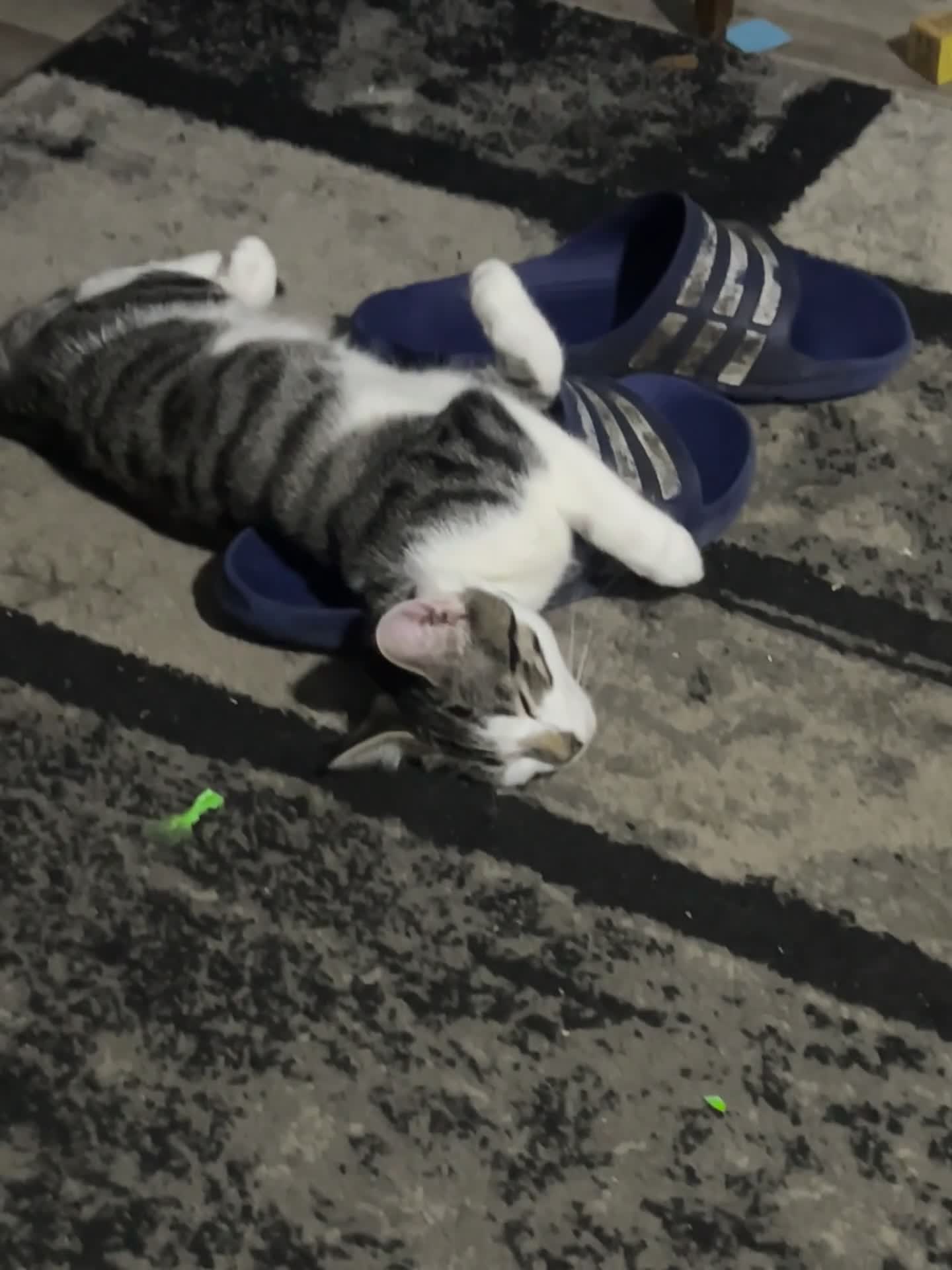 Domestic Shorthair cats for sale: Girl and a boy  - Video 1