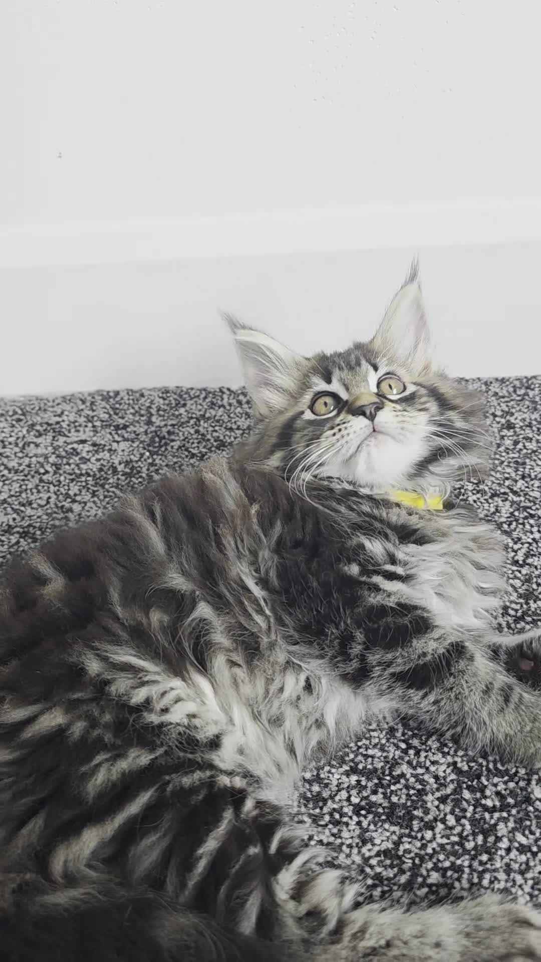 Maine Coon cats for sale: Maine coon pedigree kittens  - Video 5