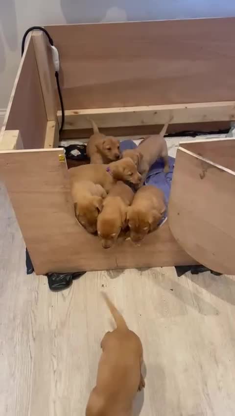 Labrador Retriever dogs for sale: Beautiful fox red labradors for sale in Leeds - Video 1