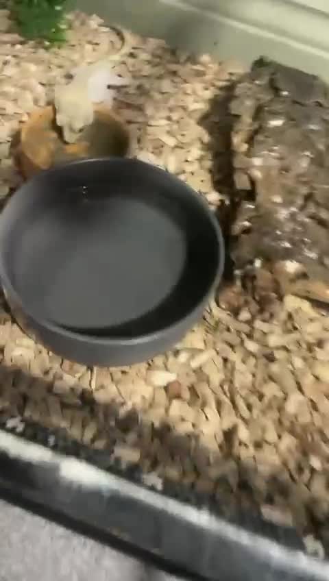 Gecko reptiles for sale: Breading pair of crested geckoes  in Witney - Video 1