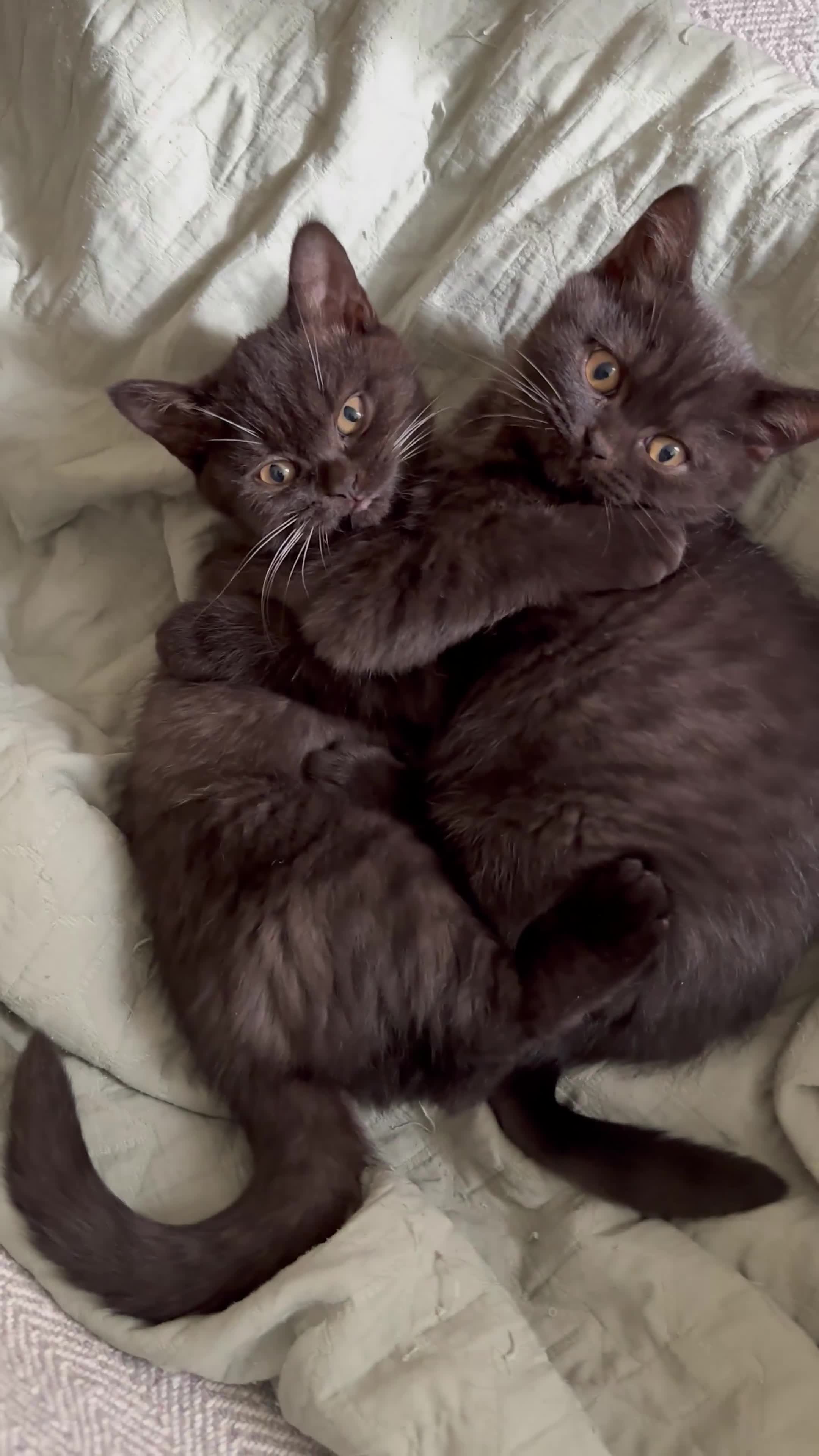 British Shorthair cats for sale: British shorthair blue - Video 1
