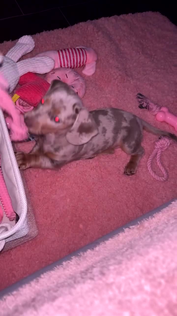 Dachshund dogs for sale: Beautiful girl dachshund  - Video 1