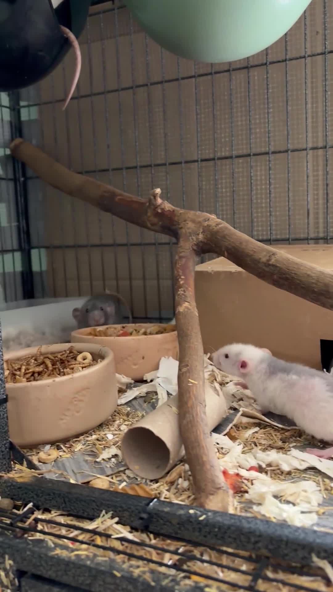 Rat rodents for sale: BEAUTIFUL BABY TAME RATS  - Video 1