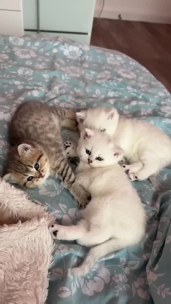 British Shorthair cats for sale: Beautiful British shorthair kitten  - Video 1