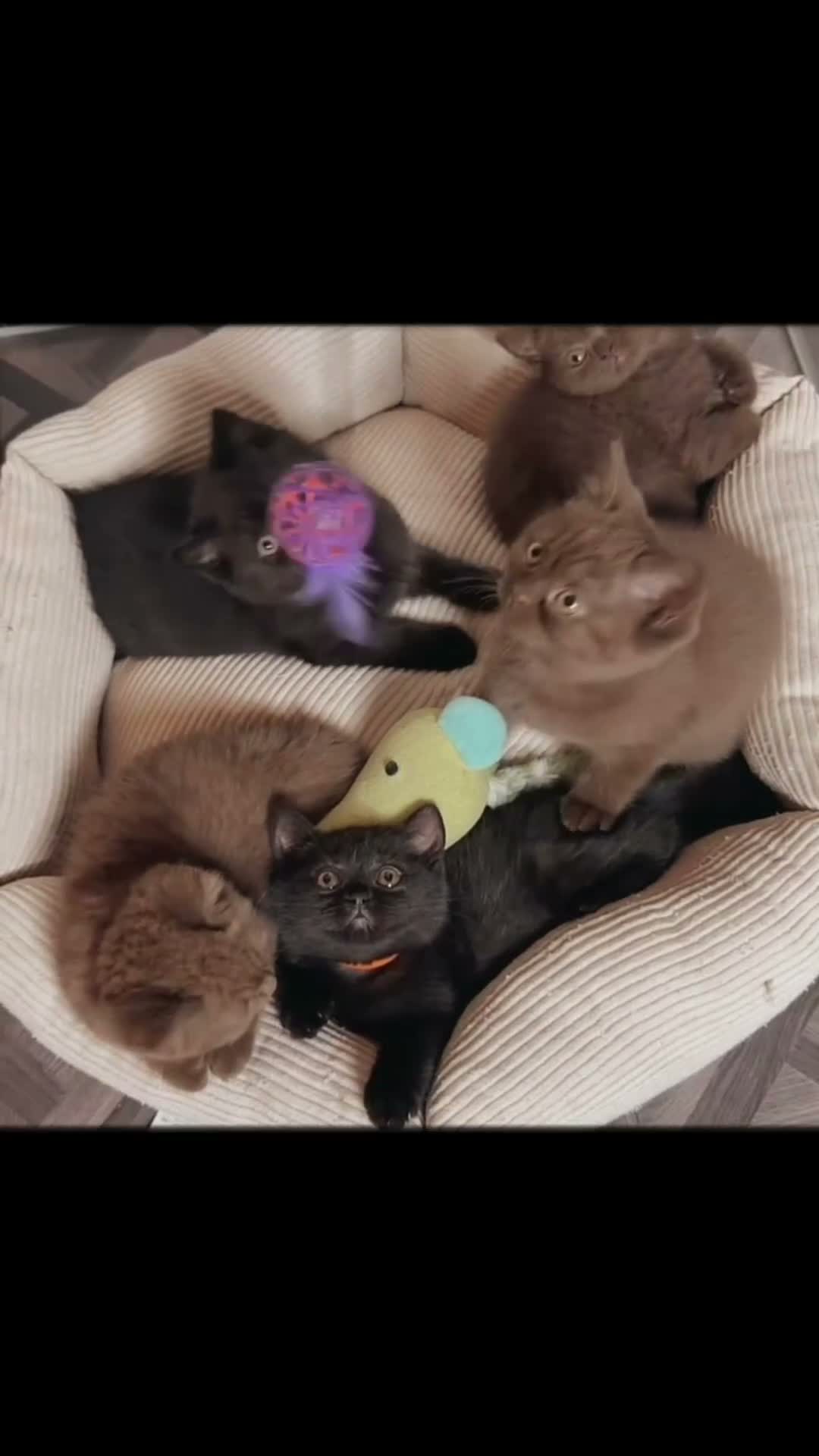 British Shorthair cats for sale: *REDUCED* British Shorthair Kittens in chocolate  - Video 4
