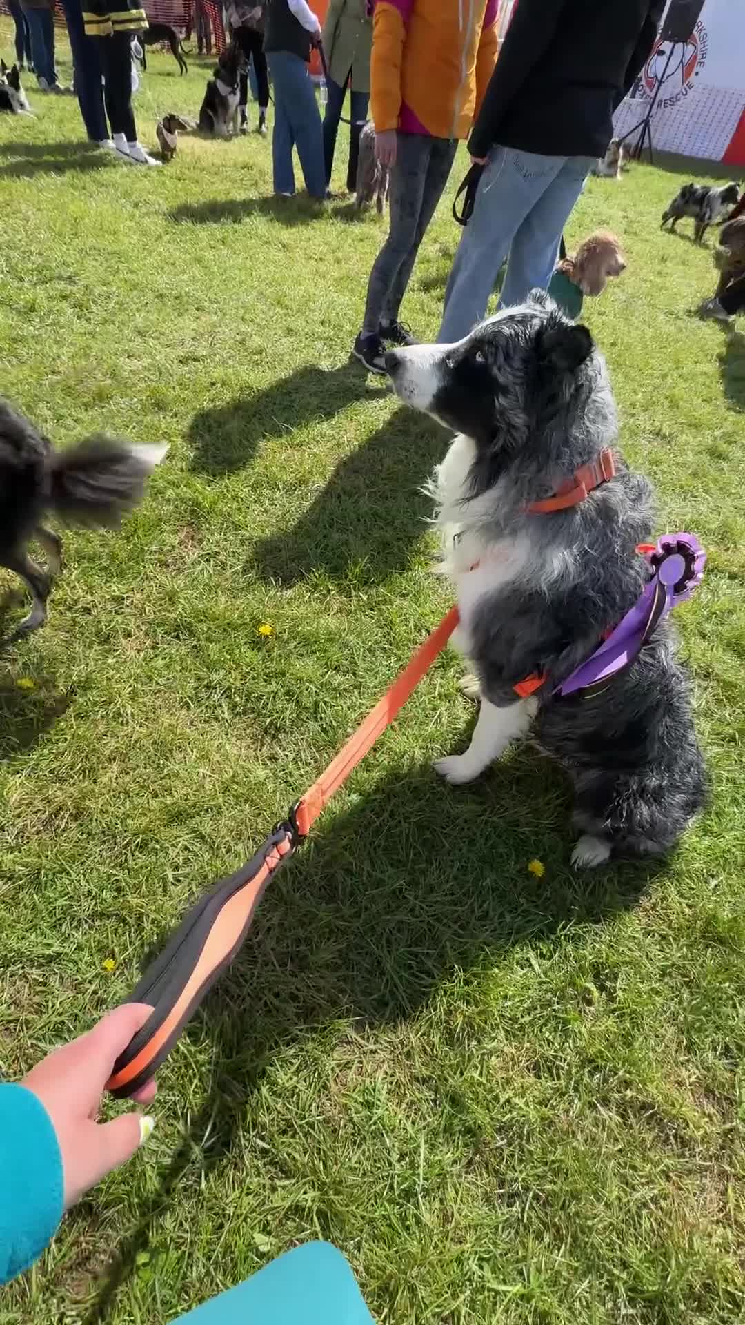 Border Collie dogs for stud: Border Collie Male for Stud in Basingstoke - Video 1