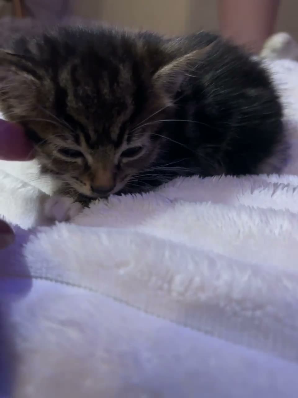 Mixed Breed cats for sale: Beautiful female kitty for sale 💕 - Video 2