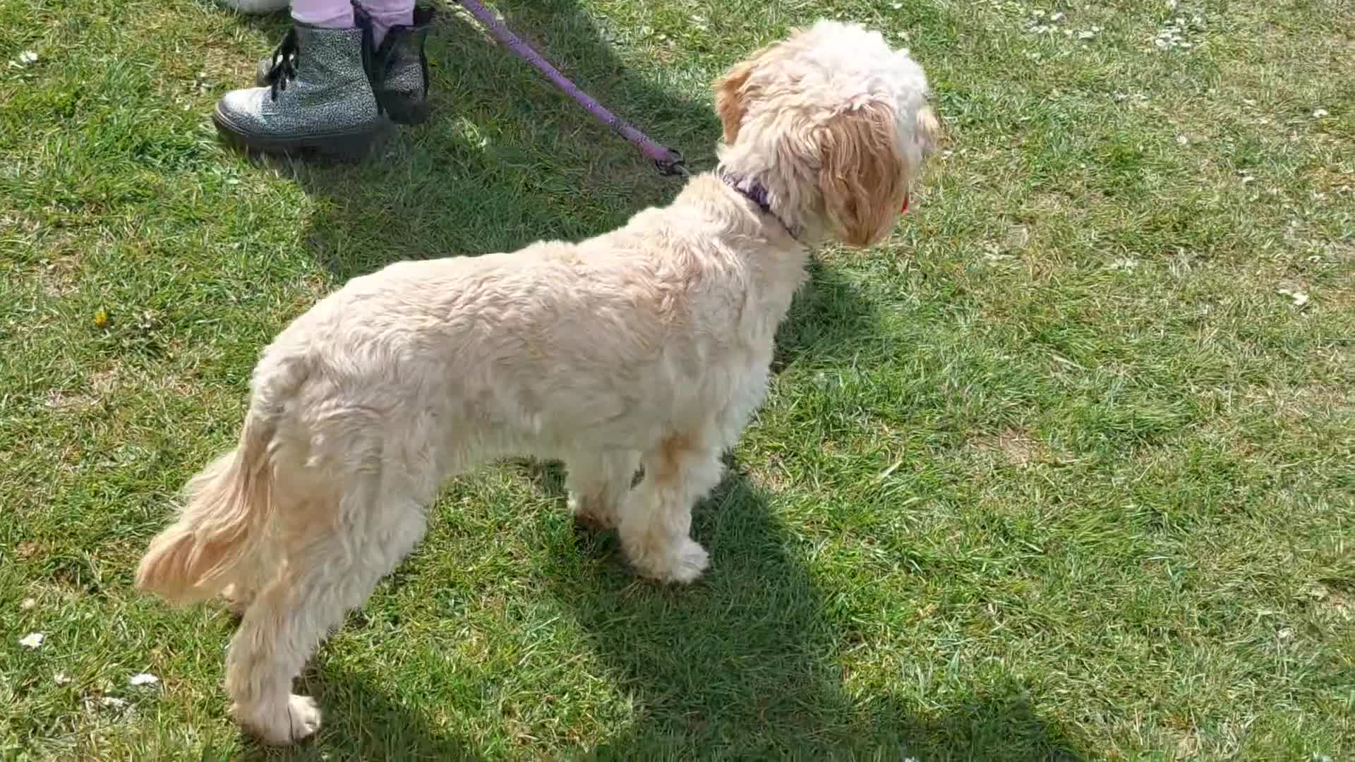 Cockapoo dogs for sale: Young cockapoo girl DNA tested parents  - Video 1