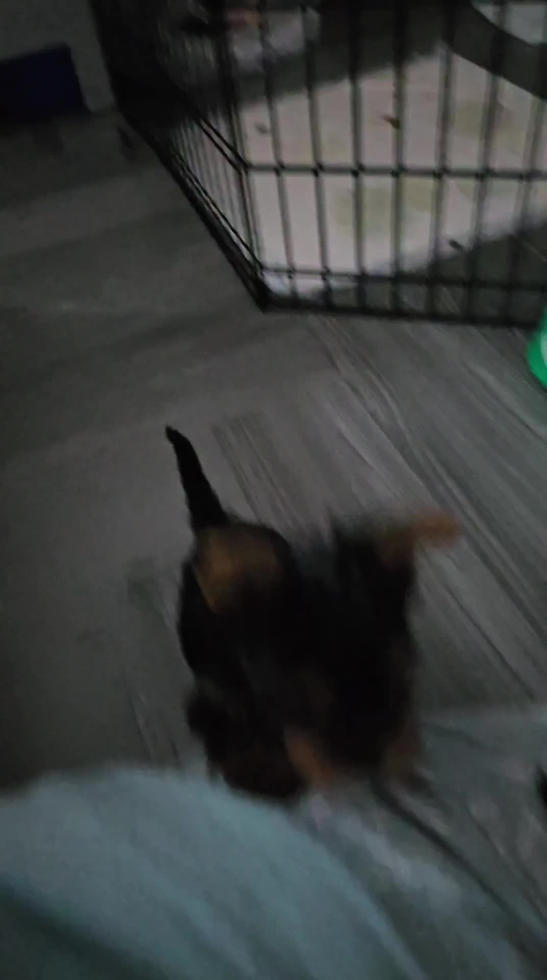 Yorkshire Terrier dogs for sale: Yorkshire terrier (miniature)READY NOW - Video 4