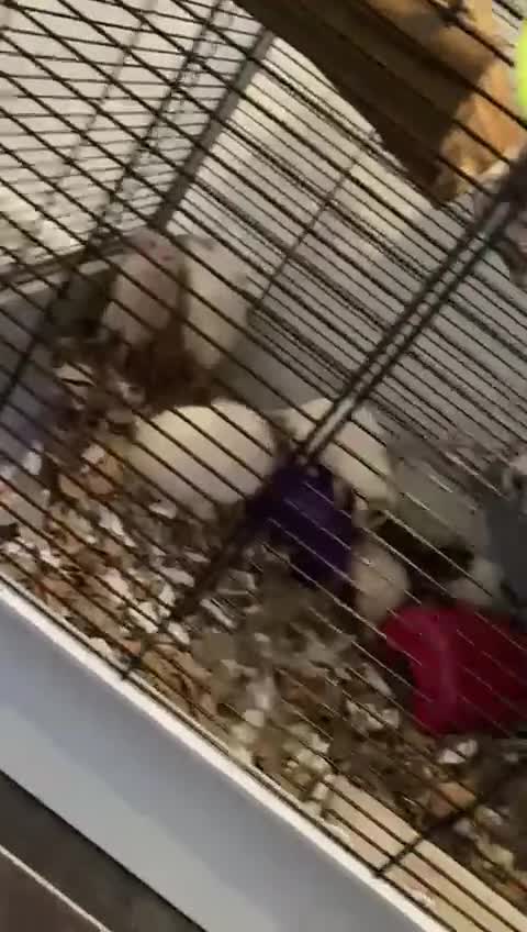 Rat rodents for sale: Baby Fancy/Dumbo and Rex Rats available Hull - Video 2