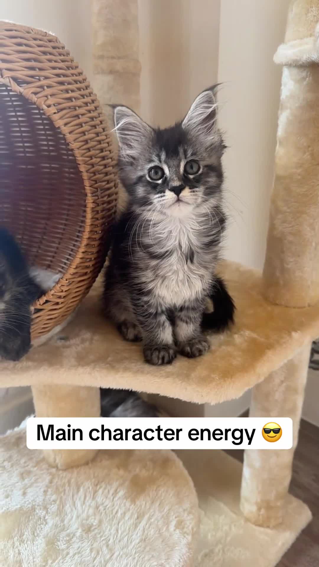 Maine Coon cats for sale: GCCF HealthTested Russian Championline Mainecoons  - Video 2