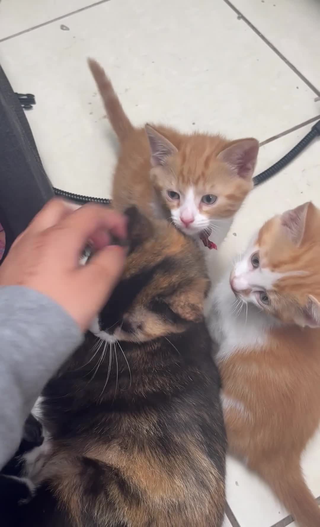 Mixed Breed cats for sale: Last Black and White Female (Ready Now) - Video 2