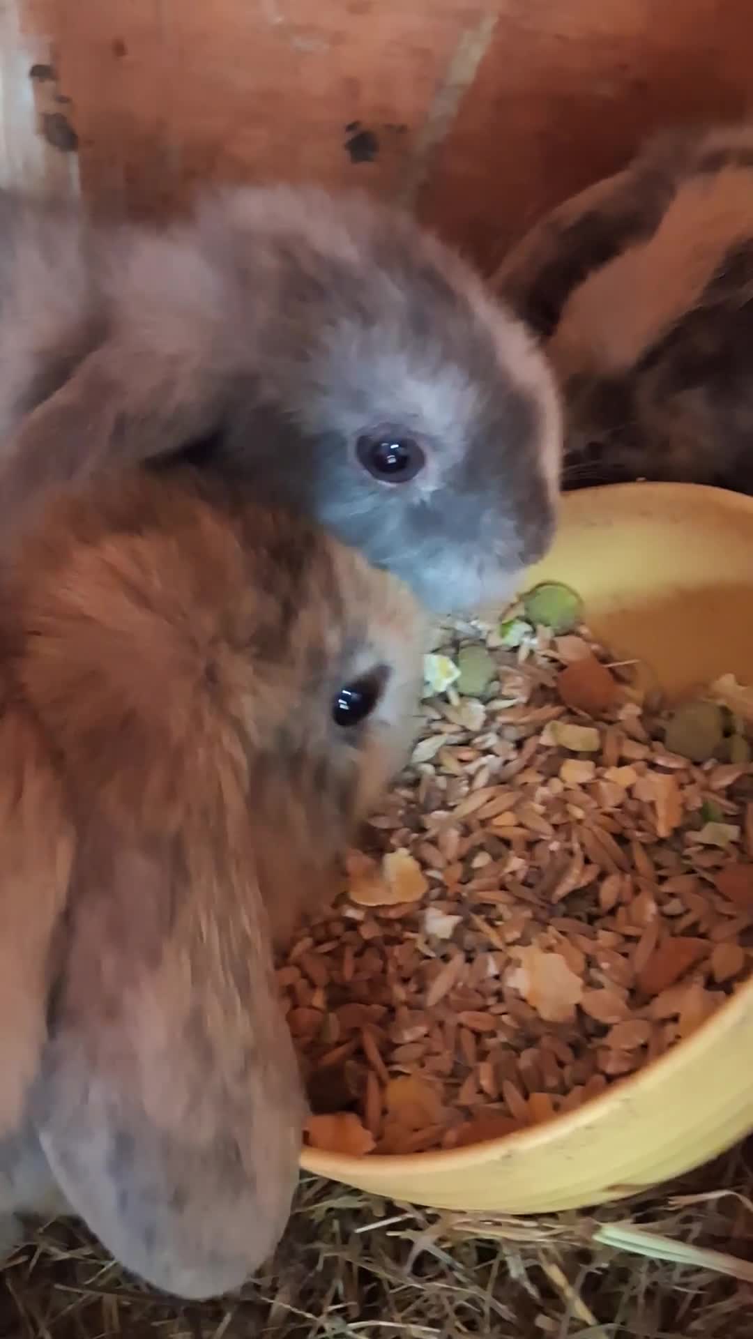 Mini Lop rabbits for sale: Baby kits (rabbits) - Video 1