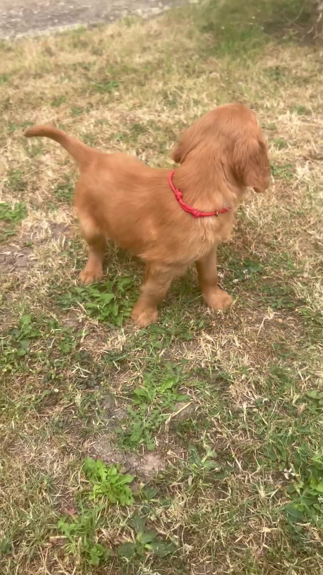 Mixed Breed dogs for sale:  ☘️ Golden Irish puppies available  ☘️ - Video 2