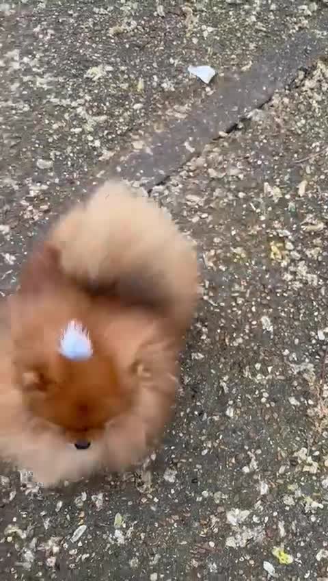Pomeranian dogs for sale: 2 kg teddy bear boy looking for home🏡 - Video 3