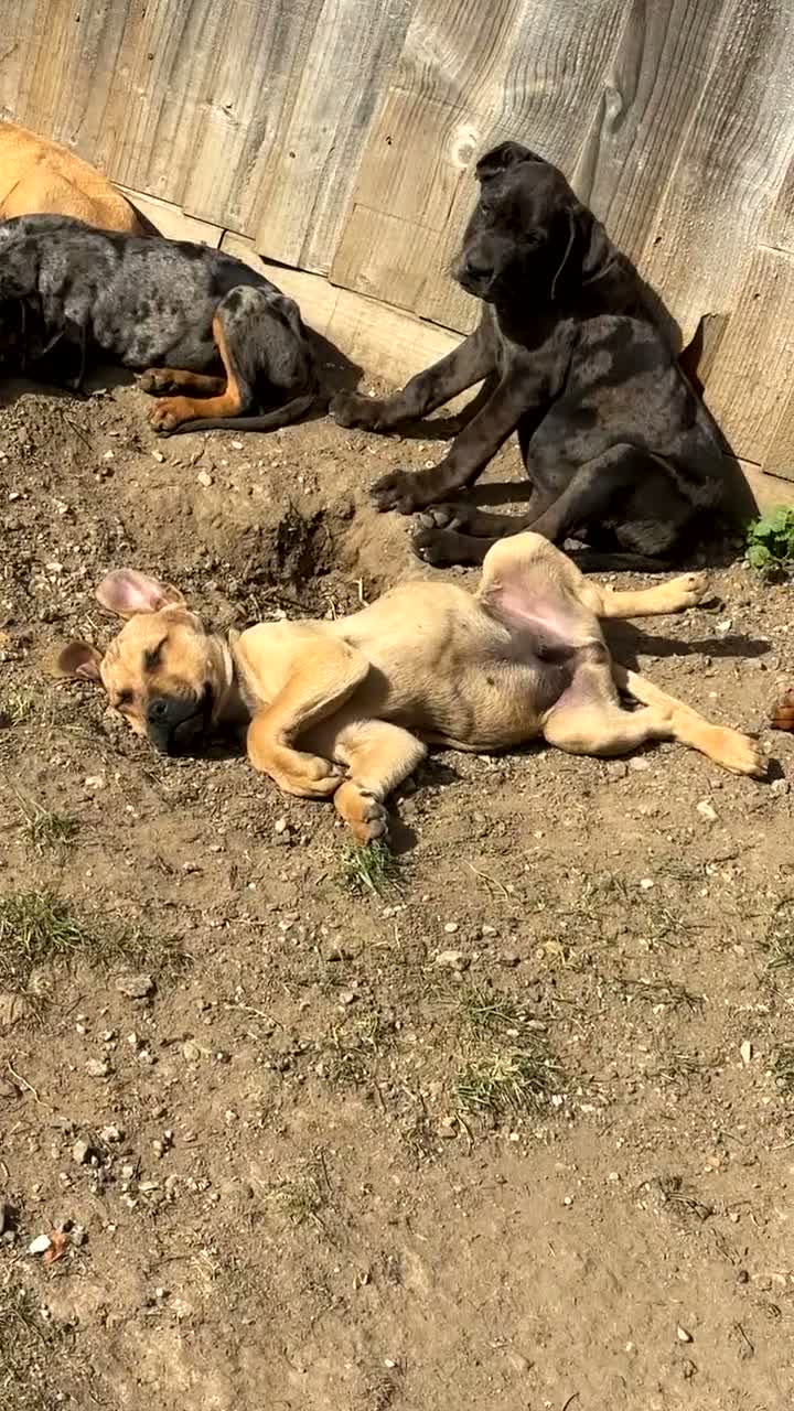 Mixed Breed dogs for sale: CANE CORSO X ROTTWEILER  - Video 1