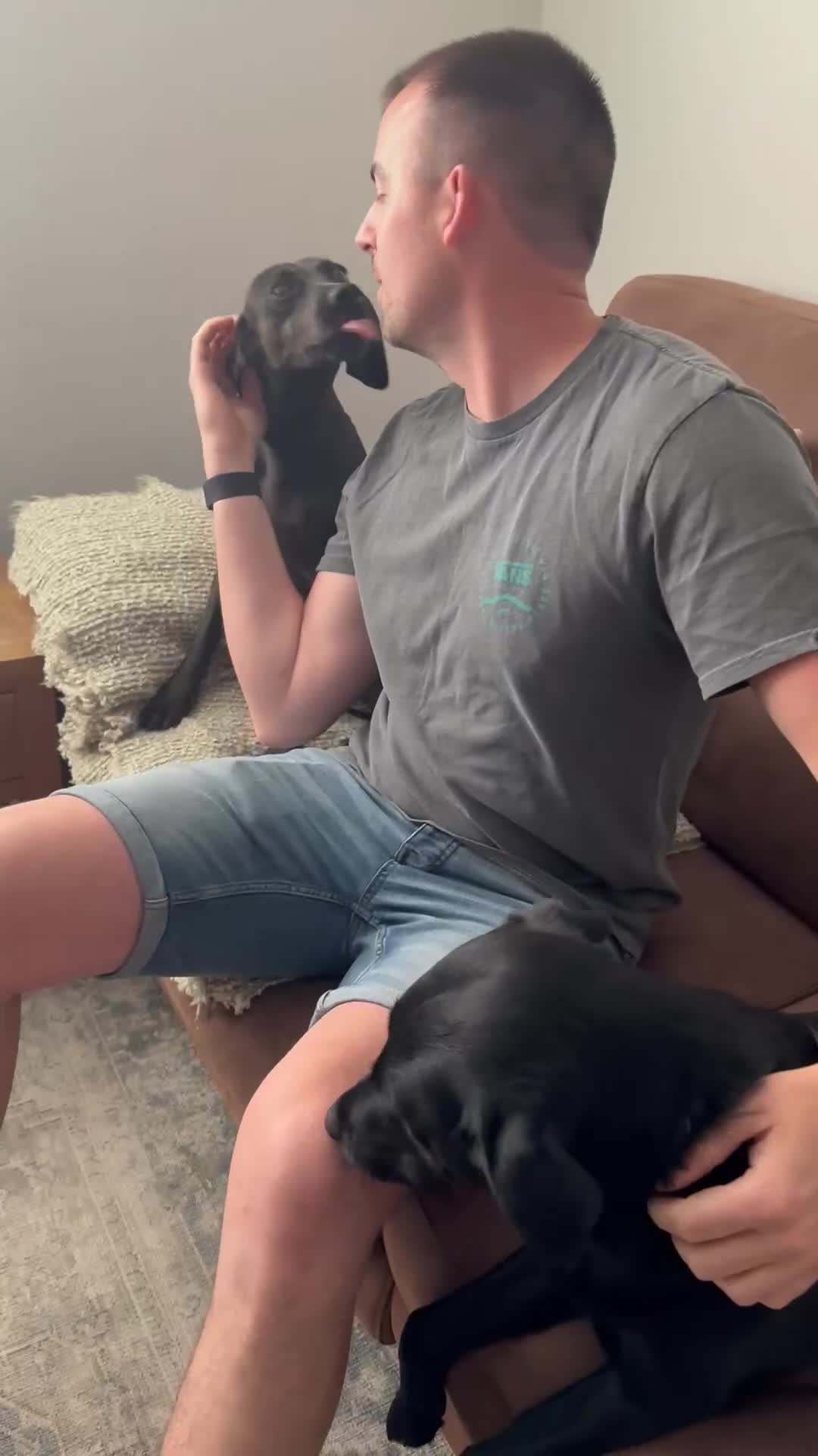 Mixed Breed dogs for adoption: Sweet Soleil is looking for her forever family in Colchester - Video 4