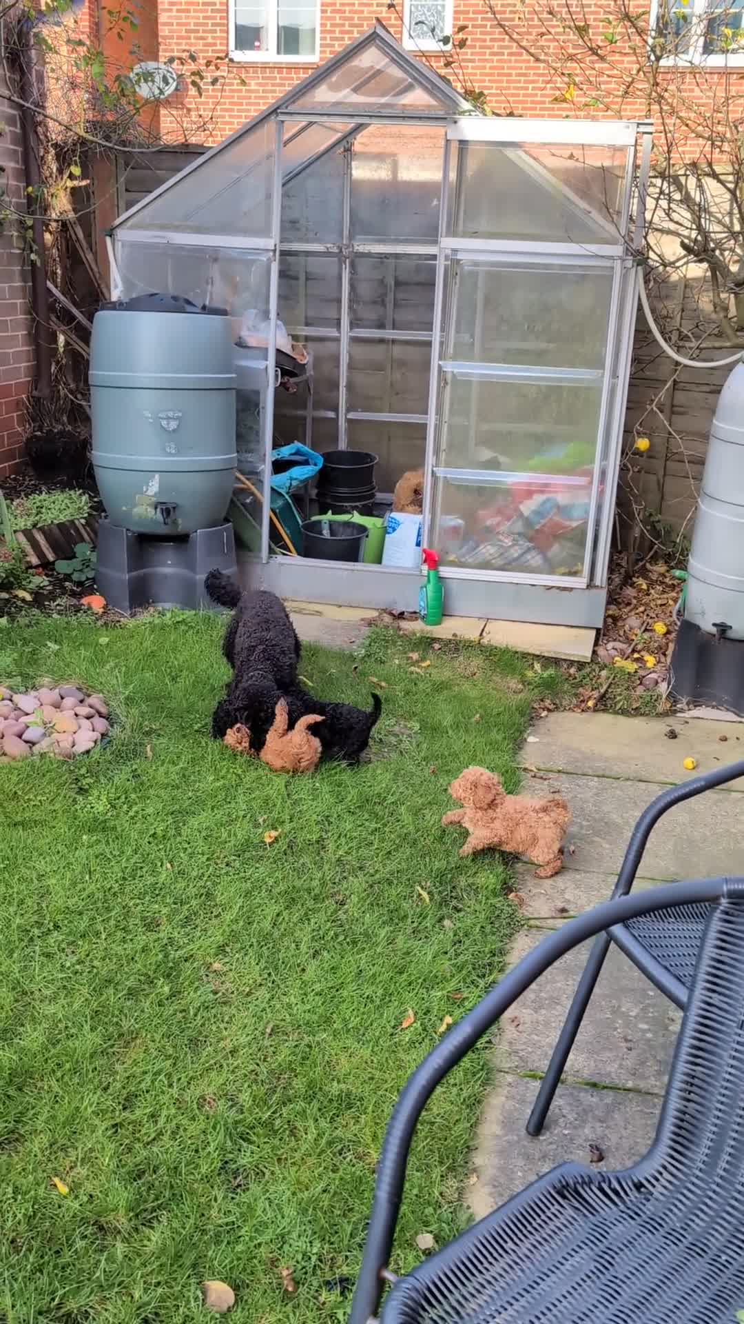 Cockapoo dogs for sale: Toy  teddy cockapoo babies  - Video 2