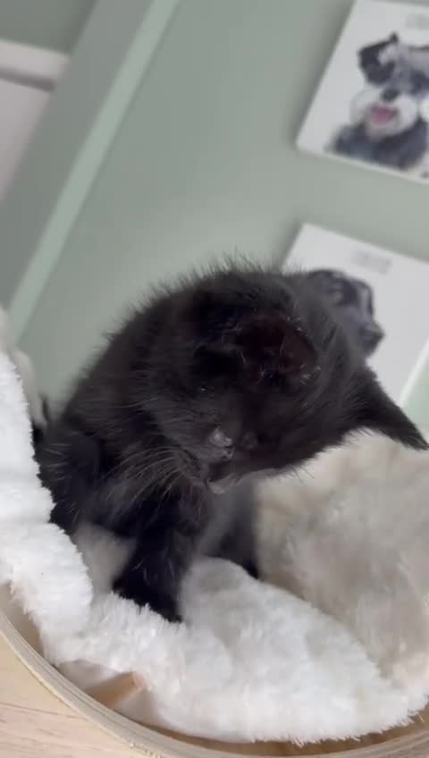 Mixed Breed cats for sale: Kittens in Stoke-on-Trent - Video 1