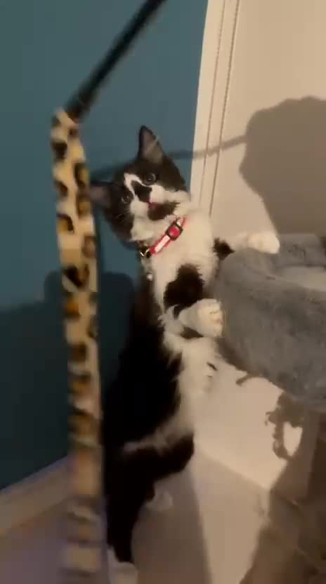 Mixed Breed cats for sale: Norwegian Forest X Ragdoll  - Video 2