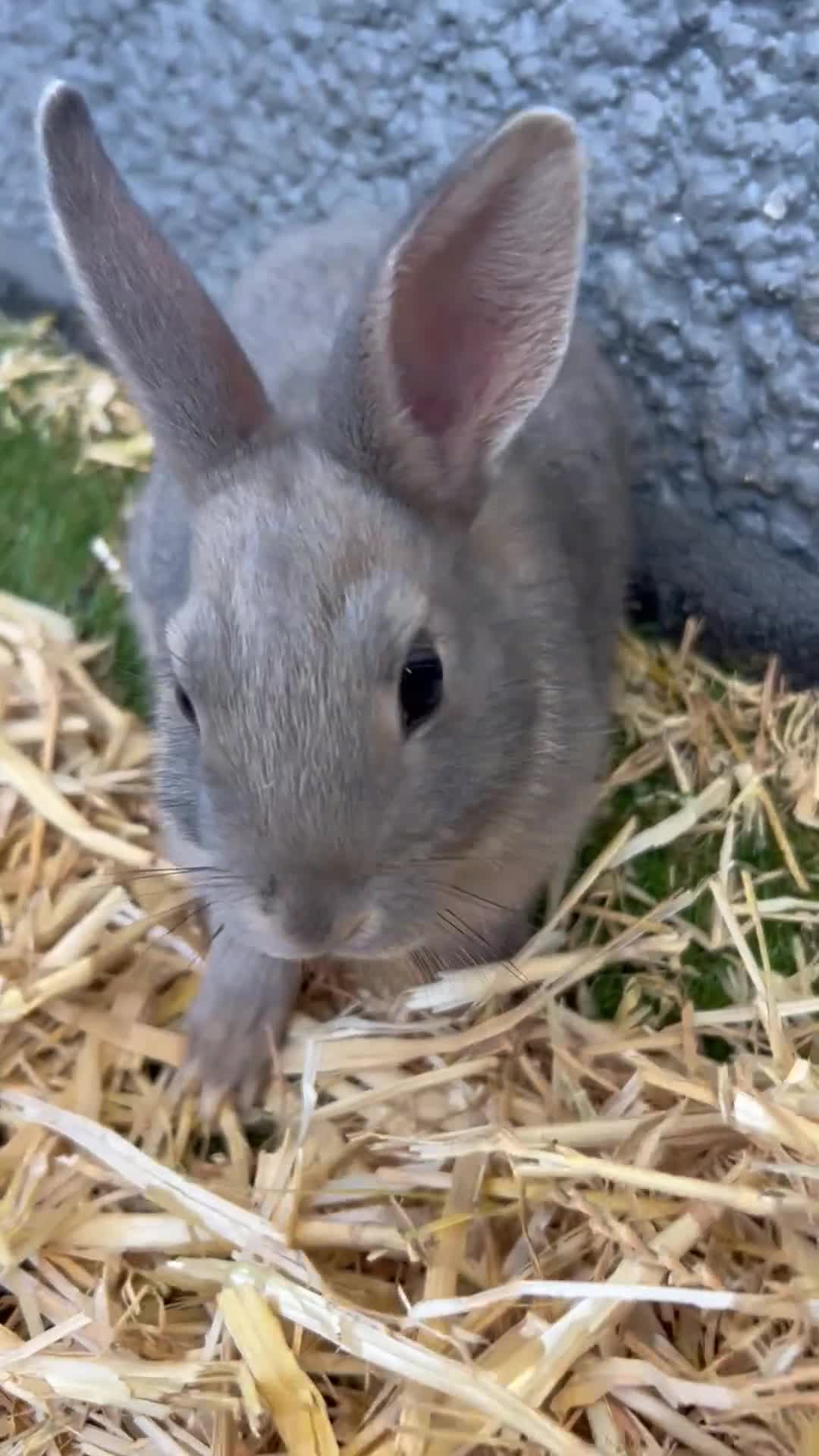 Mixed Breed rabbits for sale: Adorable baby rabbits for sale. Ready now - Video 2