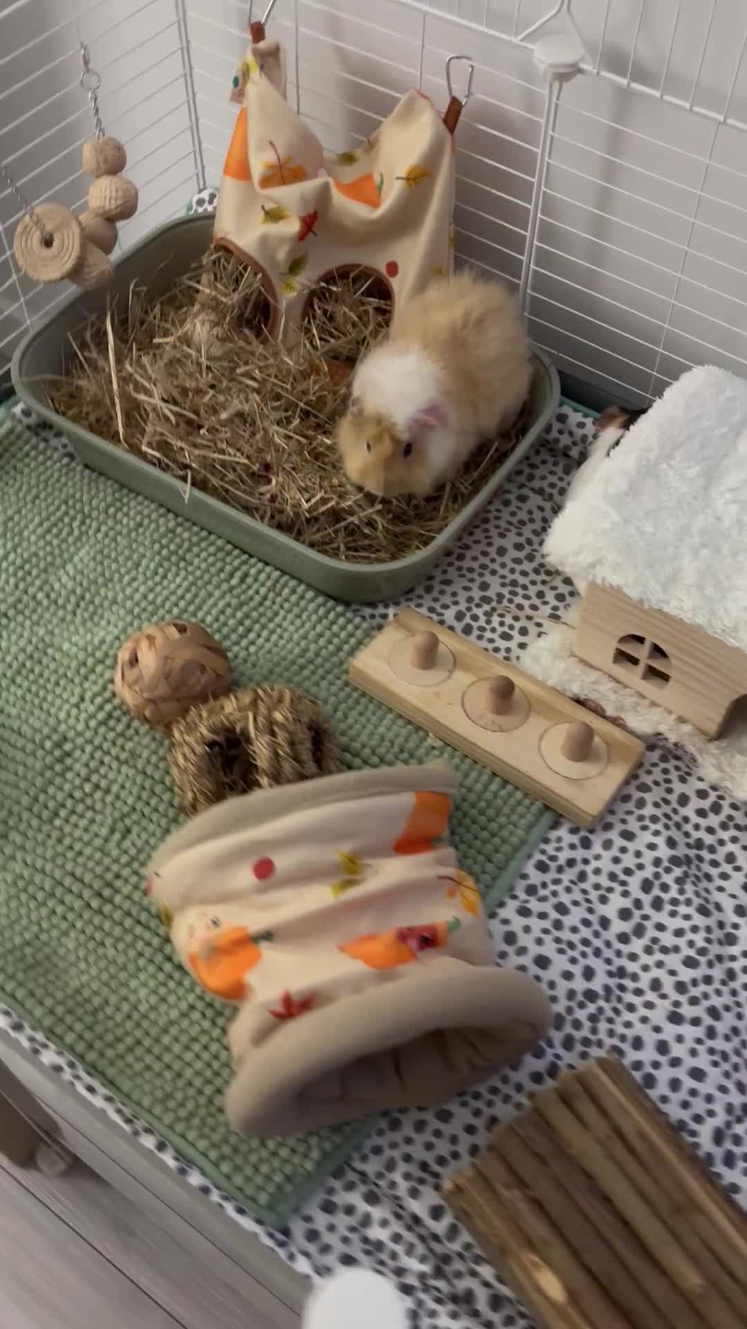 Mixed Breed rabbits for sale: Guinea pigs - Video 1