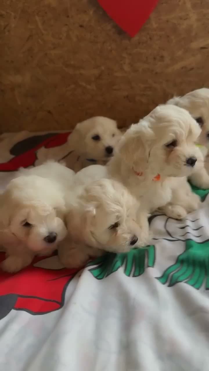 Bichon Frise dogs for sale: Beautiful Bichon Frise Puppies – 3 Boys & 3 Girls - Video 2