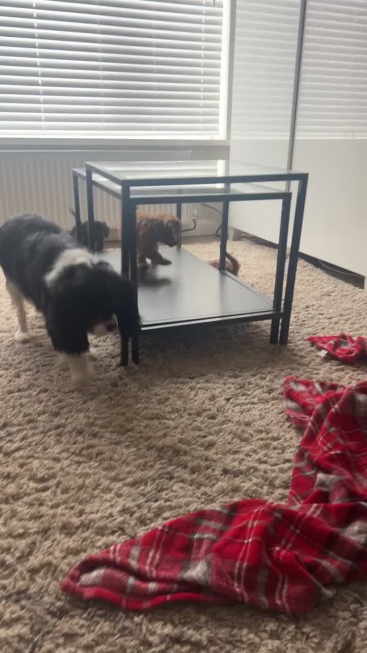 Cavapoo dogs for sale: Beautiful F1 Cavapoos - Video 3