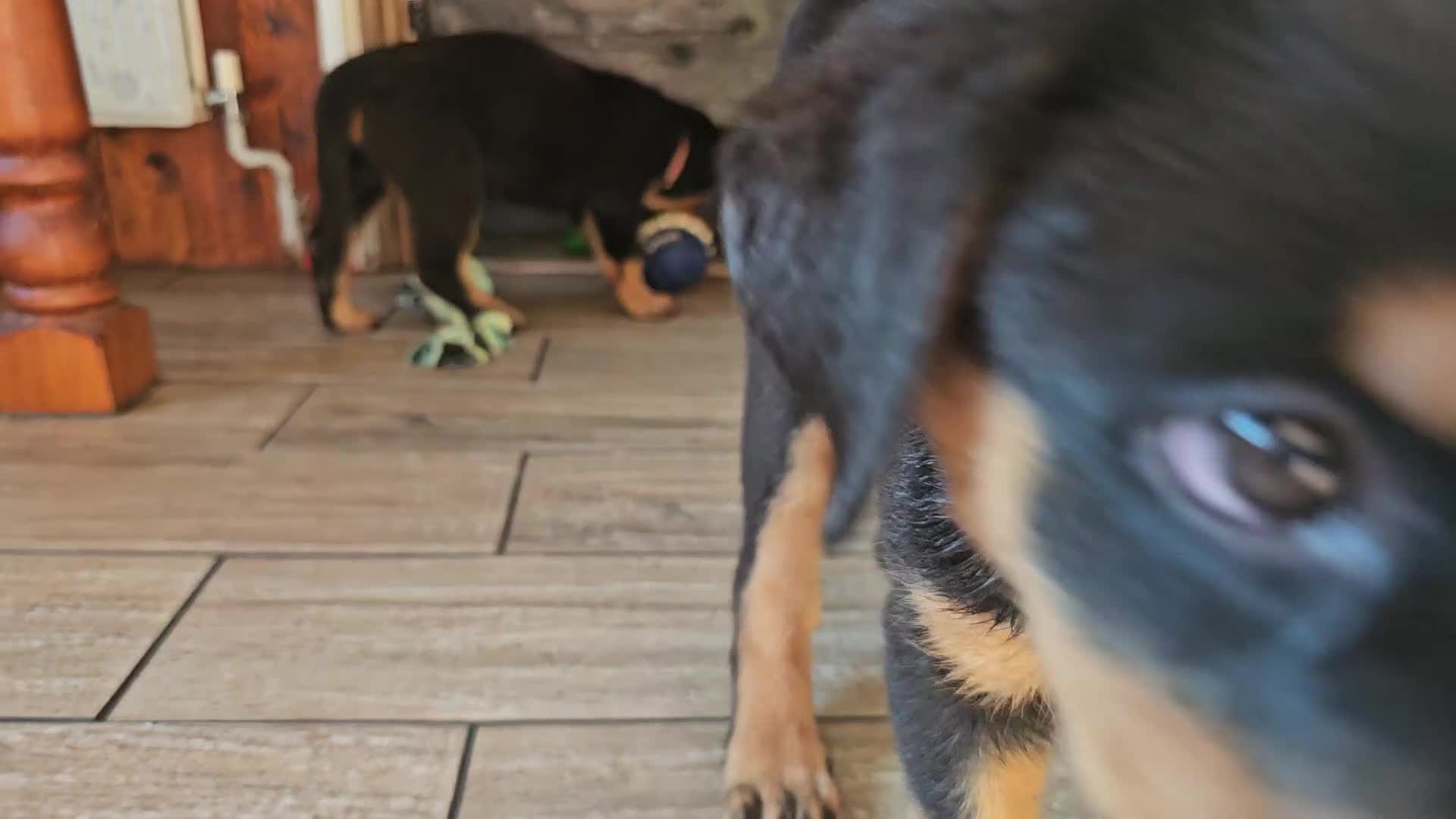 Rottweiler dogs for sale: Strong working line Rottweiler pups for sale in Dartford - Video 2