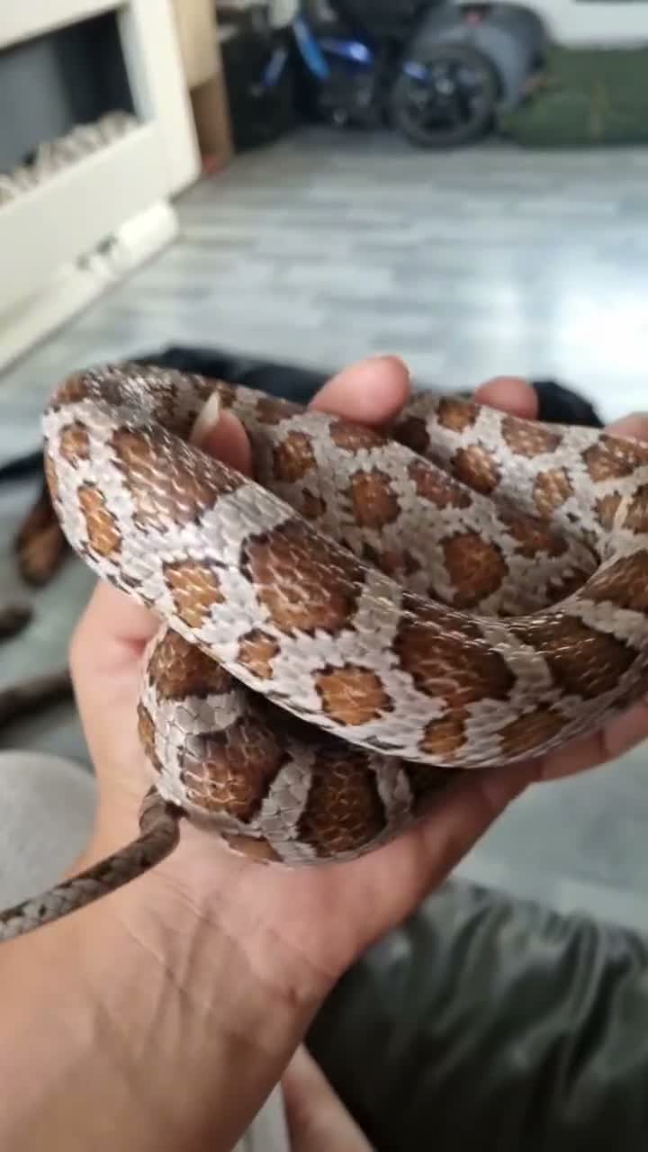 Corn Snake reptiles for sale: Corn snake and full set up - Video 1