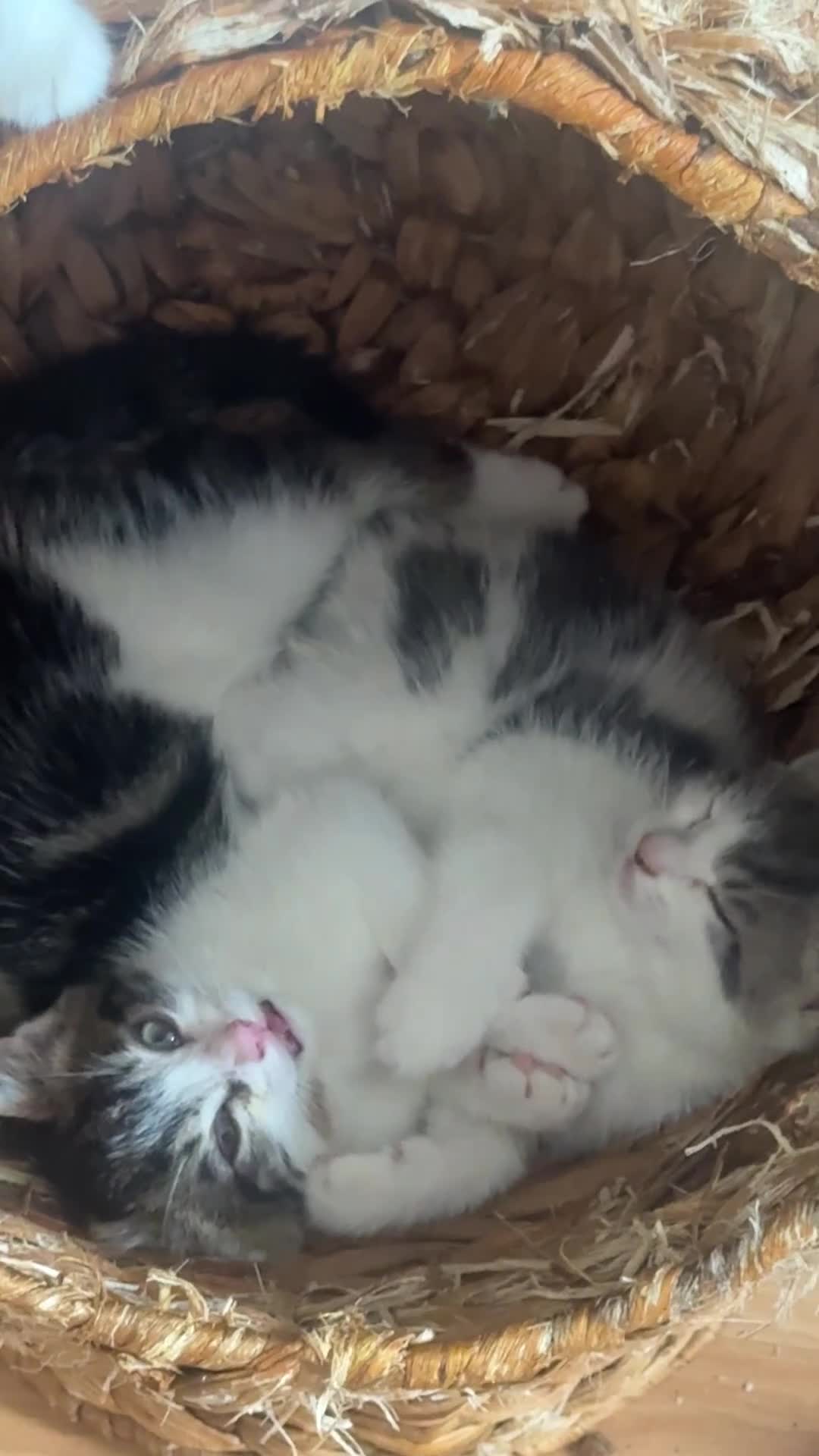 Mixed Breed cats for sale: Kittens 4 for sale  in Cardiff - Video 1