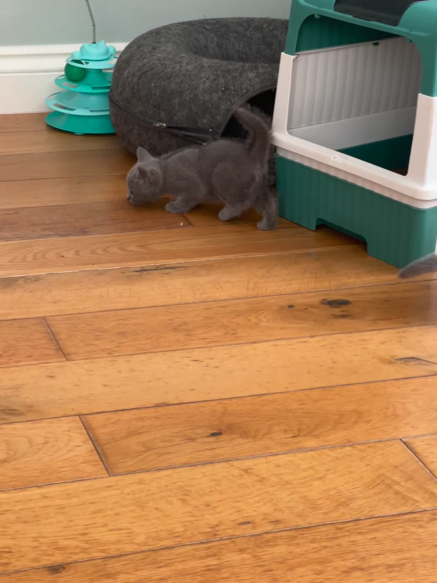 Russian Blue cats for sale: Adorable pure silver Russian blue kittens for sale - Video 3