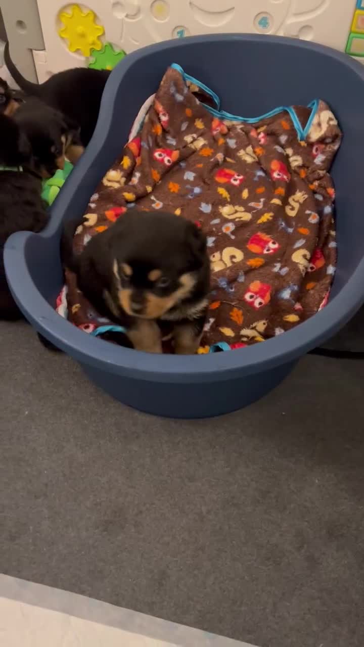 Rottweiler dogs for sale: Rottweiler pups KC Registered + Champ Bloodlines - Video 3