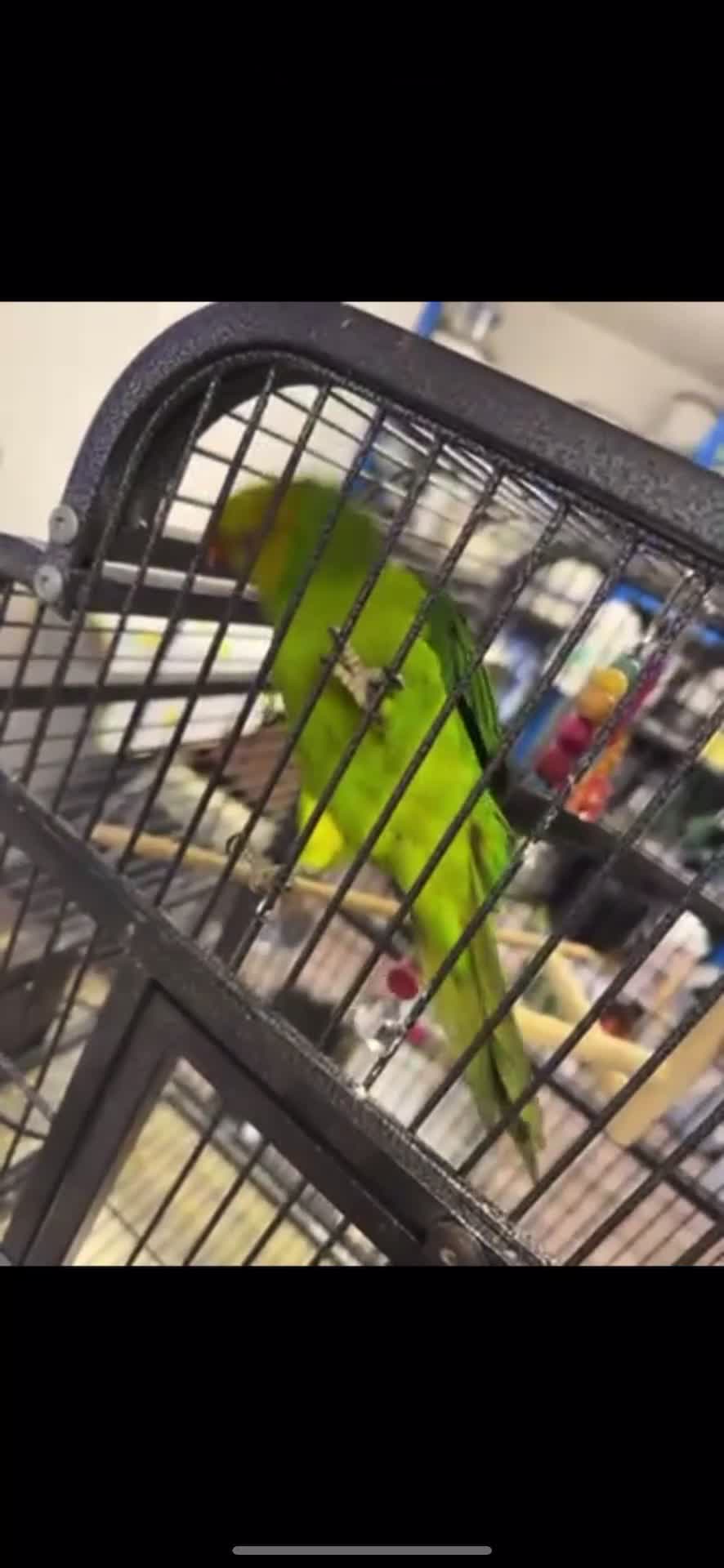 Conures birds for sale: Yellow headed semi tamed talking Lori  - Video 2