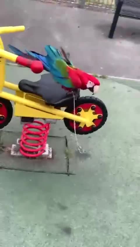 Macaws birds for sale: Green-Winged Macaw – UK-Bred - Tamed  - Video 2