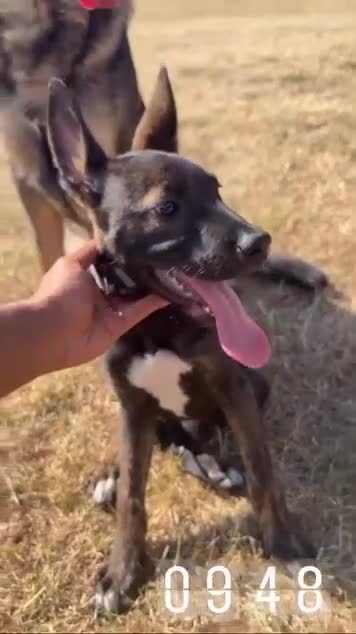 Belgian Shepherd Dog dogs for sale: 3 month old Dutch shepherd puppy  in Slough - Video 2