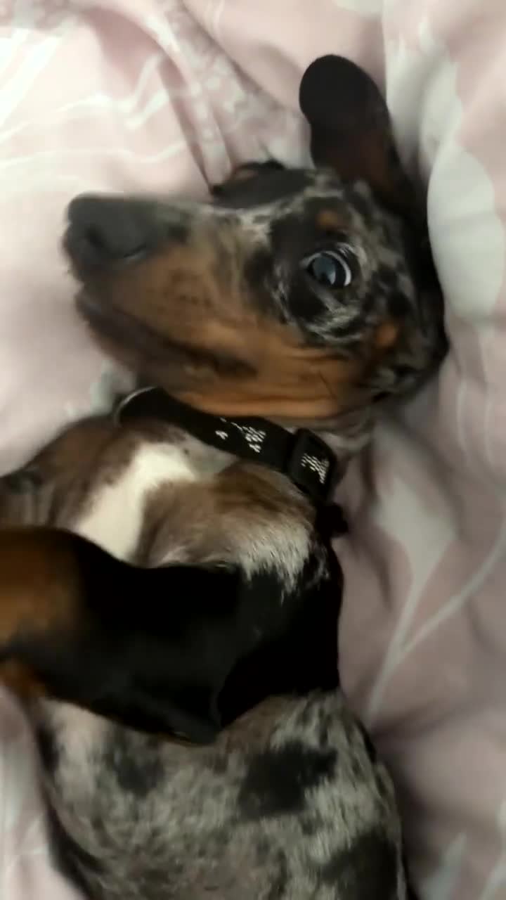 Miniature Dachshund dogs for sale: Rocky  - Video 1