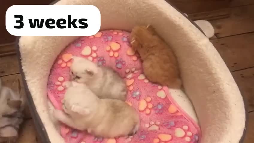 Persian cats for sale: GCCF Registered Persian Pedigree  Kittens - Video 1
