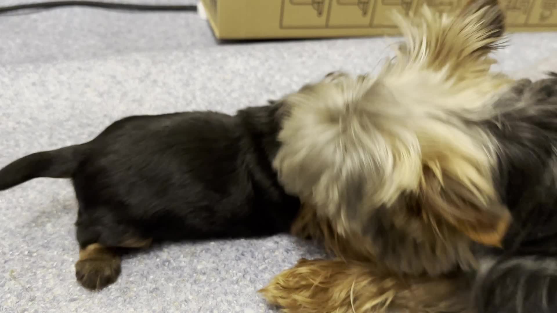 Yorkshire Terrier dogs for sale: KC registered Yorkshire Terrier puppy in Worthing - Video 5